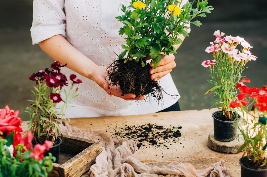 Gardener doing gardening